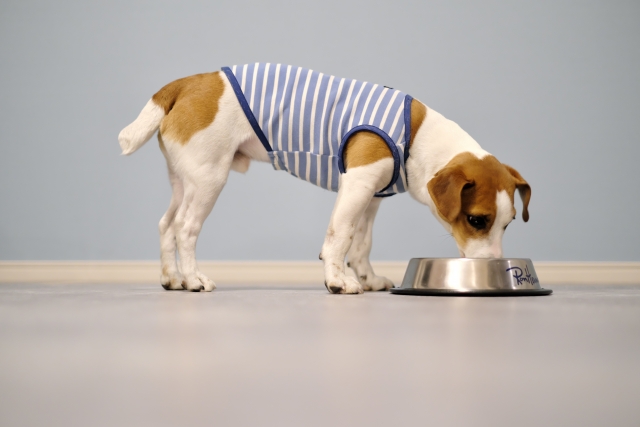 犬に与えてはいけない食べ物