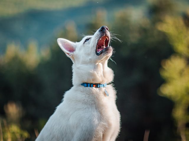 犬の花粉症対策おすすめ８選