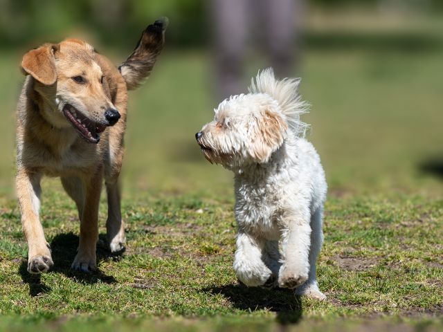 犬が未消化のドッグフードを吐く場合の対策方法