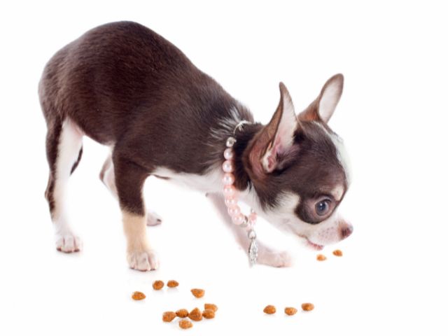 チワワがドッグフードを食べない時のおすすめドッグフード