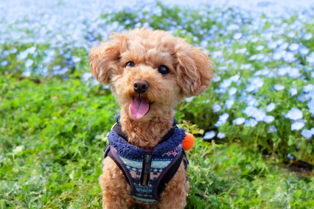 元気そうな犬