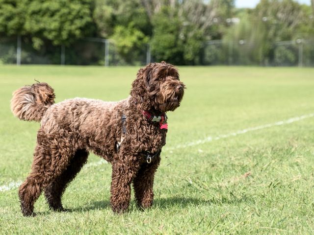 オーストラリアン・ラブラドゥードルが人気犬種になっている