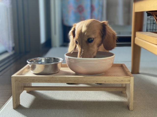 愛犬に食べさせたい安全なドッグフードの特徴