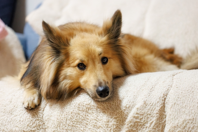 愛犬におすすめの安全なドッグフード