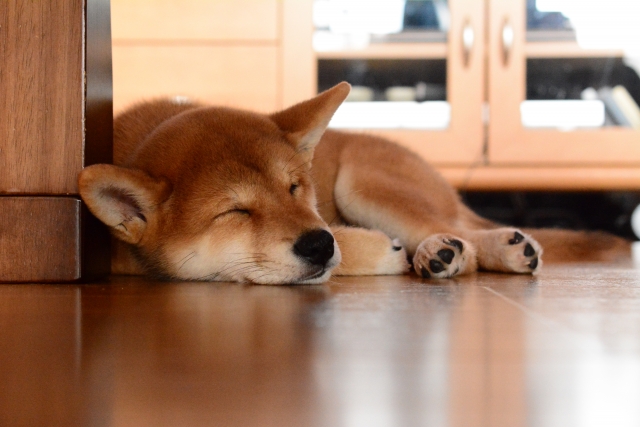 愛犬を守るのは飼い主の役目！安心安全なドッグフードを選びましょう