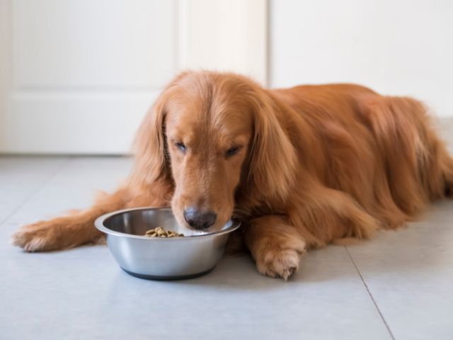 犬の食ふんをドッグフードで防止する