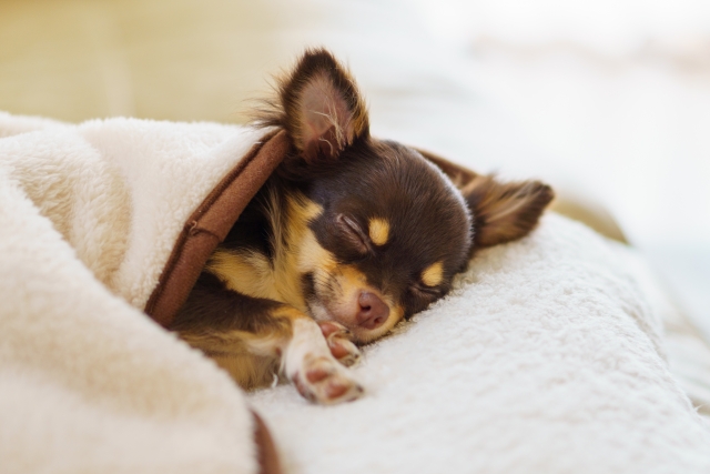 普段からできる犬の血便予防