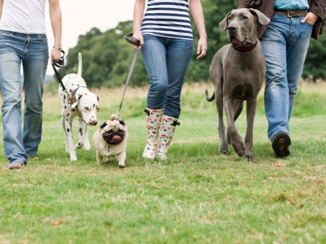 コストコのドッグフードはこんな飼い主さんにおすすめ