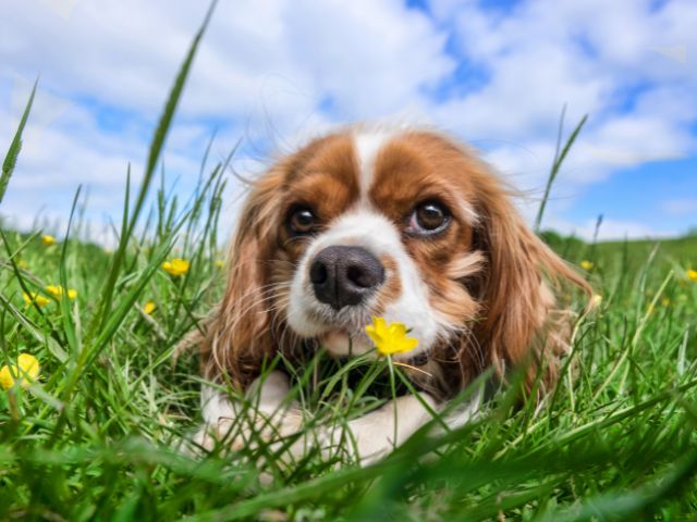 持病のある犬にトマトを与えても大丈夫？