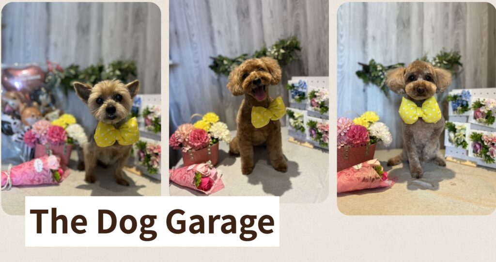 THE DOG GARAGE