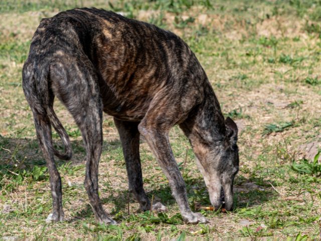 保護犬になる背景｜保護犬とはどんな犬のこと？