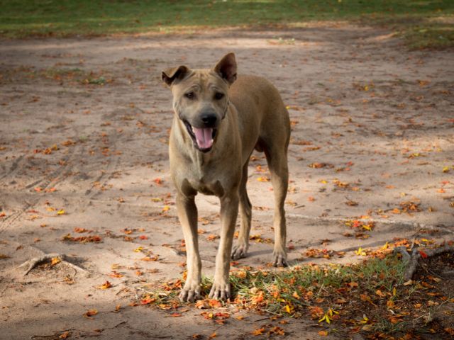 保護犬を飼う難しさ|なぜ保護犬を飼うのは難しいと言われるのか