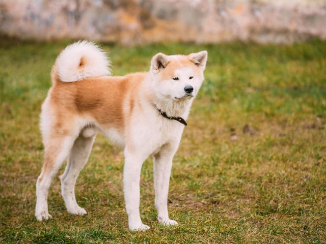 秋田犬