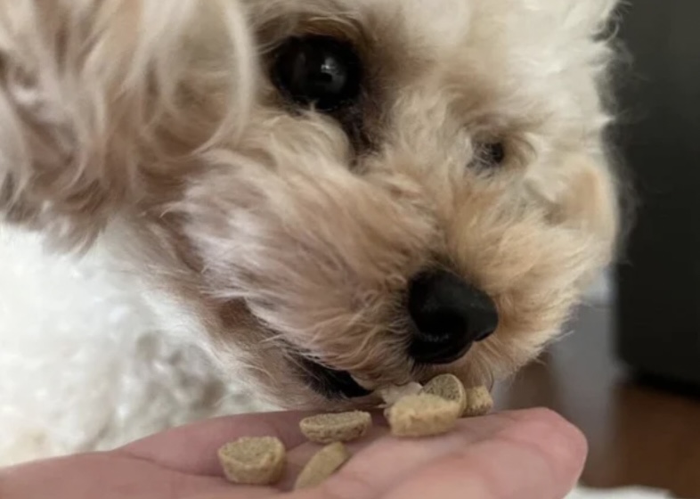 金の旨味はこんな飼い主さんやワンちゃんにおすすめ