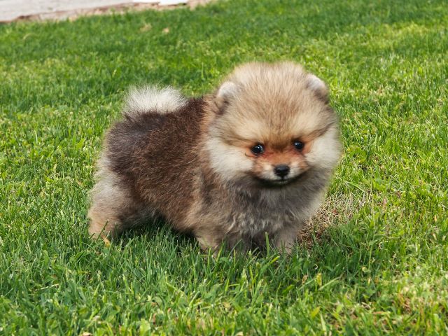 子犬からしつけを行う