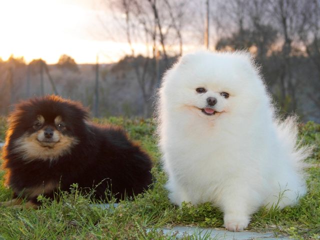 ポメラニアンを飼うのにむいている人