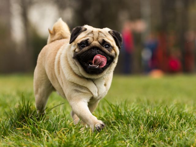 パグを飼うのにむいている人