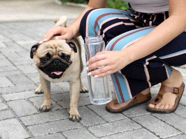 パグの飼い方｜お散歩編