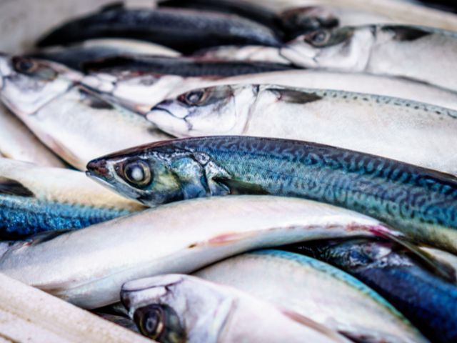 主原料の魚の種類は愛犬に合わせる