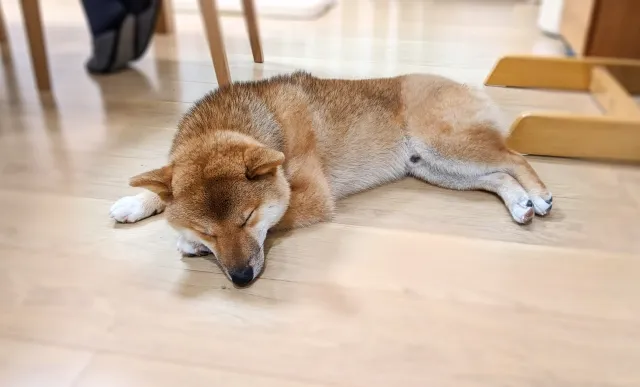 愛犬が足元で寝る理由