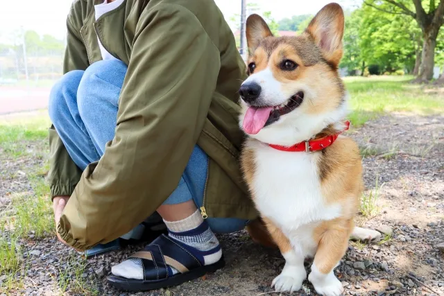 愛犬が足元で寝ているのは飼い主を信頼しているから