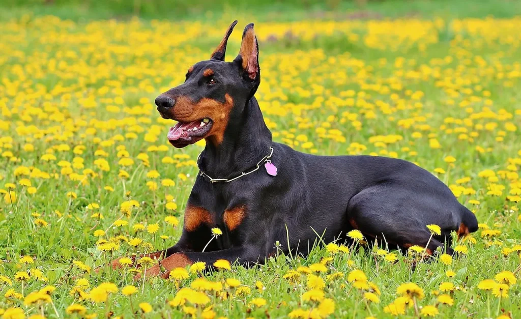 飼ってはいけないと言われる犬の特徴