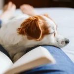 犬が飼い主の足元で寝る理由