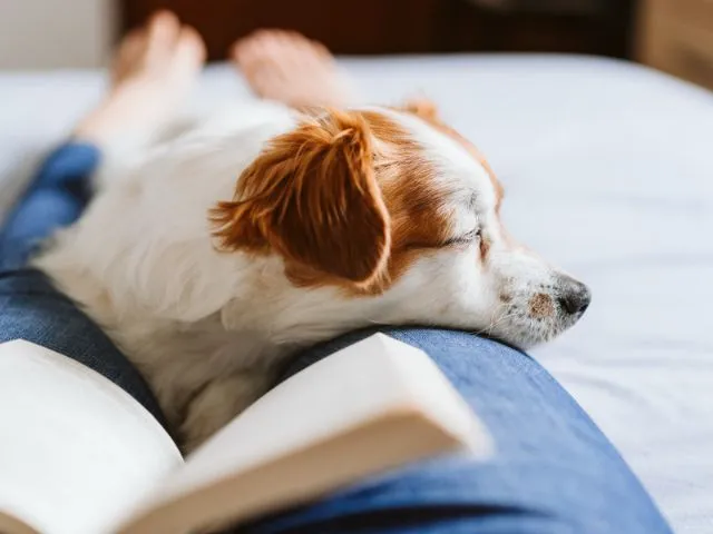 犬が飼い主の足元で寝る理由