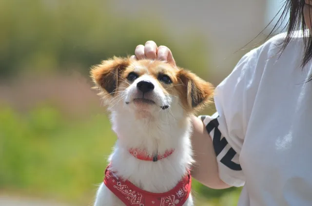 1万円の犬まとめ