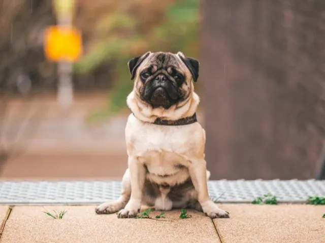 パグ飼いにくい