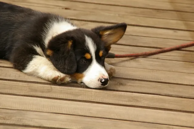 アランズナチュラルドッグフードはこんな飼い主さんやワンちゃんにはおすすめできない