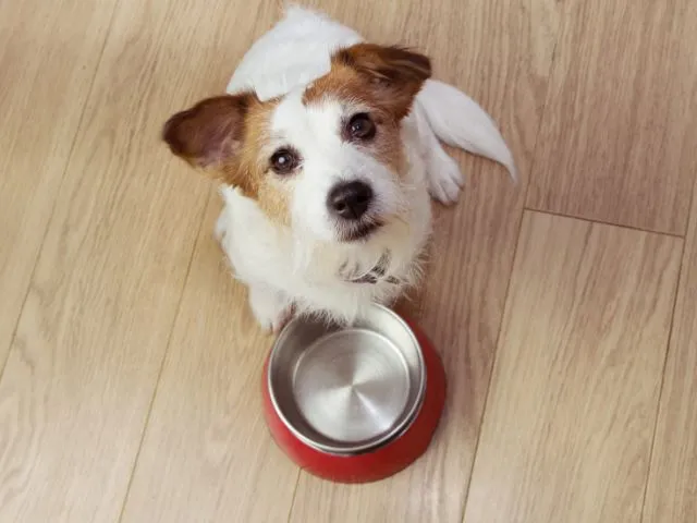 ブッチとドライフードを混ぜても食べない時の対処法