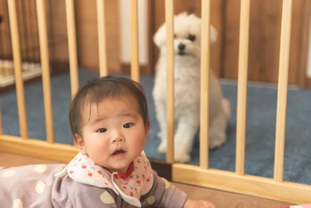 毛が抜けにくい犬を迎える時に知っておきたいこと