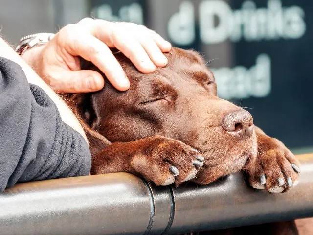 犬が家族の中で一番好きな人にとる７つの行動やサイン