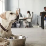 犬が家族の中で一番好きな人に関する気になる質問