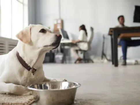 犬が家族の中で一番好きな人に関する気になる質問