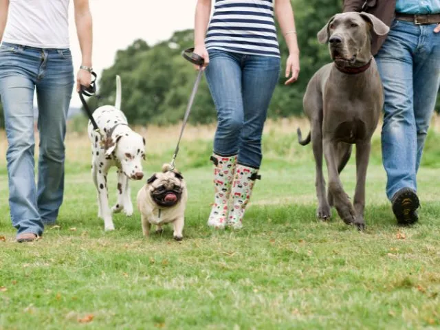 愛犬に家族の中で一番好きになってもらう６つの方法