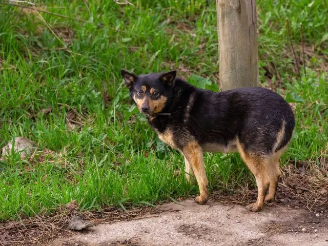 犬が家族の中で嫌いな人にとる６つの行動やサイン