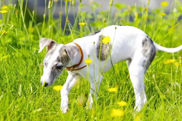 毛が抜けにくい犬10位｜ウィペット