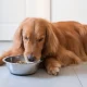 軟便の犬におすすめのドッグフード10選！選び方や軟便対策も解説