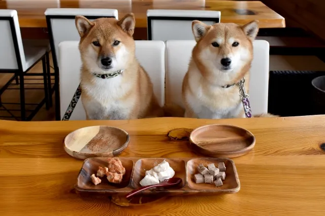 鶏肉不使用ドッグフードまとめ