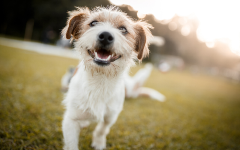 【まとめ】愛犬にあった補償内容のペット保険を選ぼう