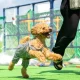 神奈川おすすめドッグラン20選をエリアごとに紹介！愛犬と一緒に運動しよう！