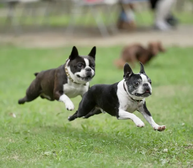 神奈川にある愛犬にあったドッグランで一緒に楽しもう