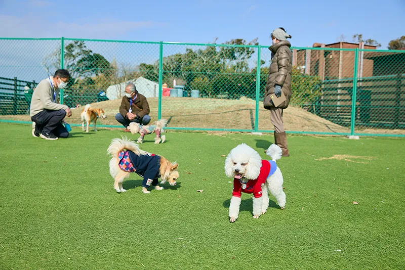 京急油壷温泉キャンプパークドッグラン