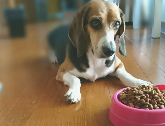 痩せすぎな犬のためのドッグフードの選び方