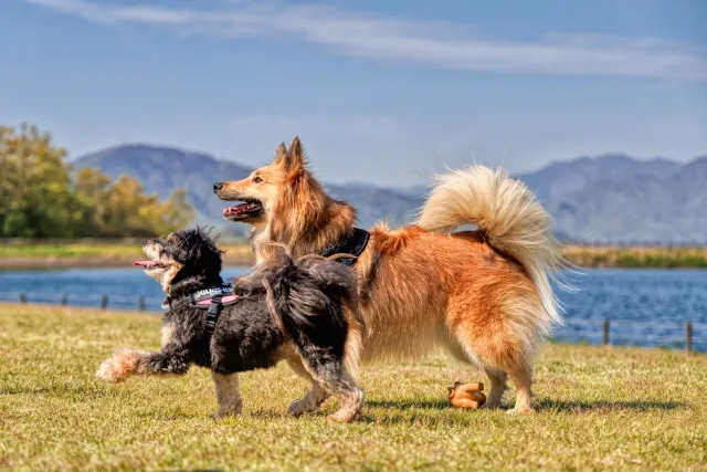 愛犬の好みのドぐフードを見つけよう