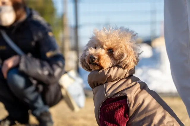 愛犬とドッグランを利用する際に注意すべきポイントは？