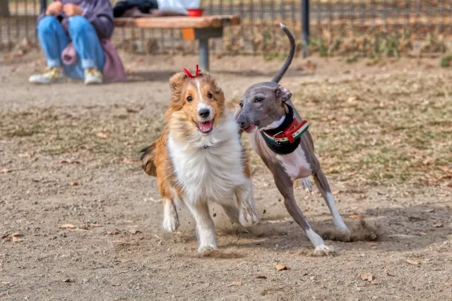 愛犬にあった大阪でおすすめのドッグランを利用しよう！

