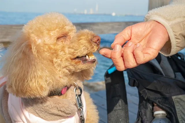 ふるさと納税で犬用おやつを賢くゲットしよう